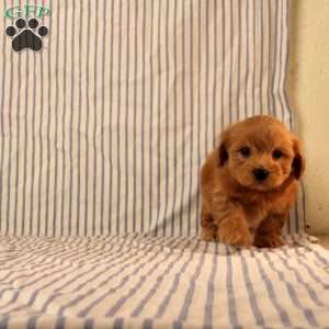 Kyle, Maltipoo Puppy